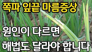 쪽파 잎끝 마름증- 원인에 따라 해법도 달라야합니다