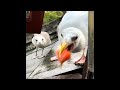Baby Seagull Fights His Papa For Stealing Food