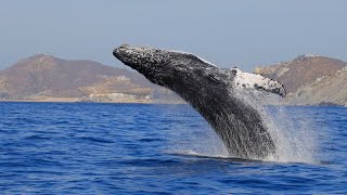 Amazing Whale Watching in Cabo San Lucas On A VIP Private Yacht Experience