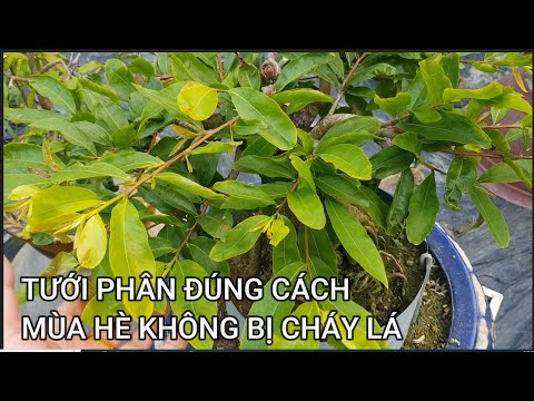 🔴 QBS23425 - KHÔNG BIẾT CÁCH TƯỚI PHÂN MÙA HÈ LÀ CHẾT CÂY | TƯỚI PHÂN HỮU CỚ CHO CÂY MAI PHÁT TRIỂN