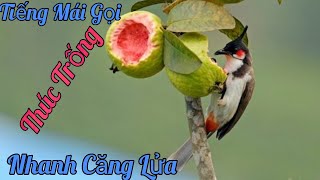 CHÀO MÀO MÁI hót dụ trống - Thúc trống nhanh căng lửa hiệu quả nhất 2020- Bird CHÀO MÀO MÁI hót dụ trống - Thúc trống nhanh căng lửa hiệu quả nhất 2020- Bird