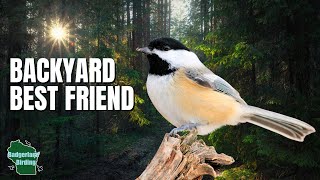 5 Reasons Why I Love Chickadees...And You Should Too!