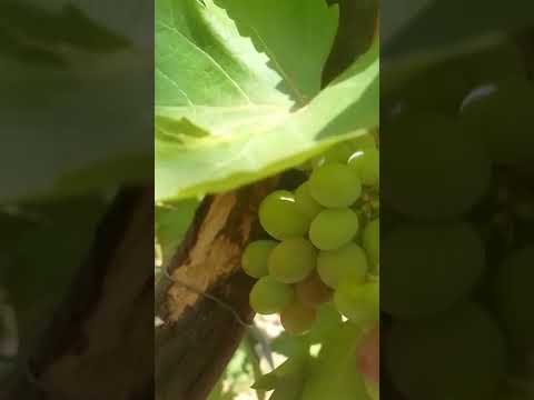 coisa linda do  sitio curral  velho  município de sousa .pb tem  uva   na  seca  do nosso nordeste