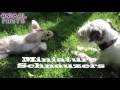 Schnauzer Miniatura - Dogs 101: Miniature Schnauzer Dogs Most Popular Dog Breeds - Animal Facts Schnauzer Miniatura - Dogs 101: Miniature Schnauzer Dogs Most Popular Dog Breeds - Animal Facts