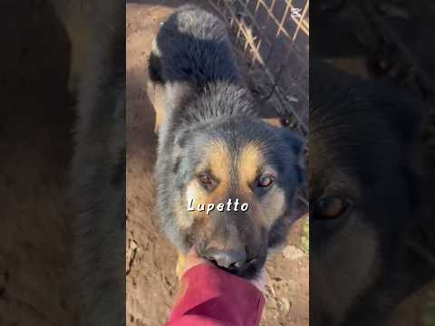 Regalo Lupetto splendido giovanotto cerca casa 