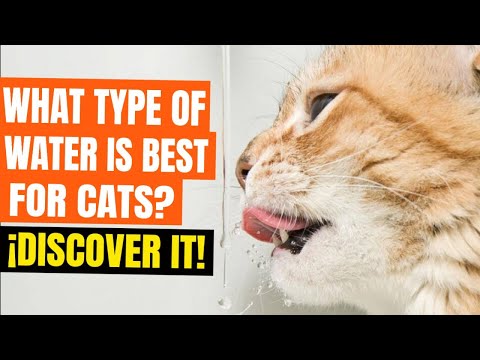🙀💦¿WHAT type of WATER is BEST for CATS?