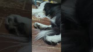 うちのボーダーコリーの肉球 #ボーダーコリー #dog #bordercollie
