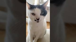 五時のサイレン、六時の一番星 #cat #猫 #猫のいる暮らし #うめと申しますけども