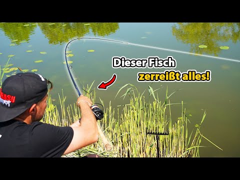 Fast catch success - simple feeder fishing with minimal tackle. Fat carp take the plunge!