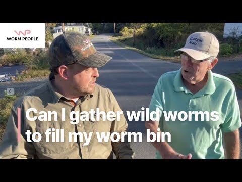 Will Wild Worms Work in my Worm Bin???