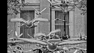 Genesis ~ &#39;Pigeons&#39; (Homing Loop)