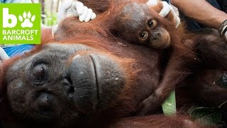 Orangutan Rescue: Saved From Starvation