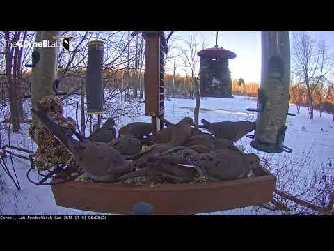 Mourning Doves Leave No Room On The Feeder Platform – Jan 3, 2017