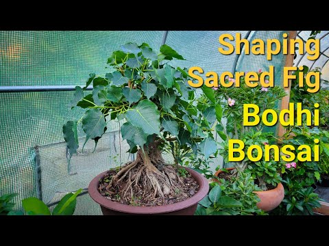 Ficus Religiosa : 최신 백과사전, 뉴스, 리뷰 및 연구 Ficus Religiosa : 최신 백과사전, 뉴스, 리뷰 및 연구
