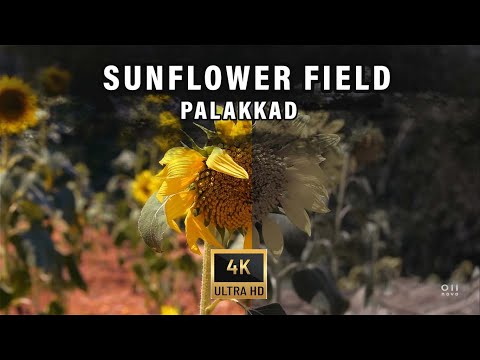 Yellow Sunflowers in KERALA FIELD - 4K UHD - Relax Video - Nova