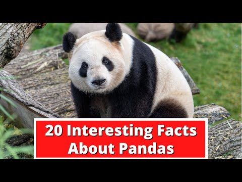 20 Interesting Facts About Pandas | Global Facts
