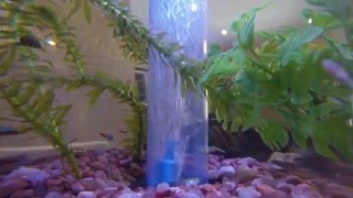 Our little Fish tank - a 20 Second Time Lapse Journey
