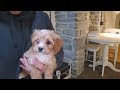 Cavapoo dogs for sale: Whitney - Video 1