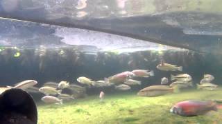 preview picture of video 'Taeniochromis holotaenia (馬鯛, 聖安娜)'