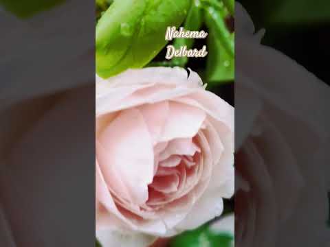 あなたの庭に絶対に置きたいチョコレートのような香りの植物を5つ以上！  庭園