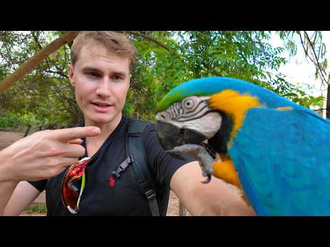 Getting close to wild animals from the Amzon in Samaipata, Bolivia 🇧🇴