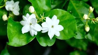 Download lagu Shella Marcella - Biarkan Aku Sendiri mp3 Download lagu Shella Marcella - Biarkan Aku Sendiri mp3