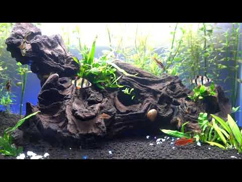 Planted Aquarium Chill 1