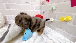 ハーフ犬の動画01