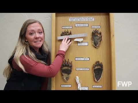 Animal Tracks Part 3: individual tracks