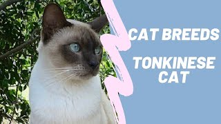 TONKINESE - CAT BREEDS