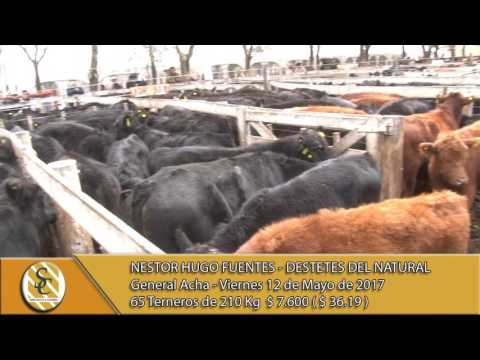 12-05-17 Venta de Machos - Destete del Natural - Nestor H. Fuentes S.A. - Gral Acha.