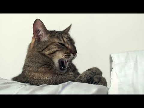 Estertulia - XT3 footage