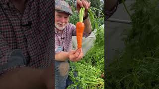 Sweet Carrots Grown Under Mesh – Rothild Variety Harvest #growyourownfood