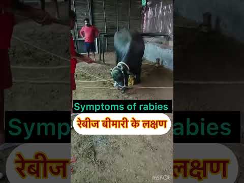 Symptoms of rabies l dr Umar khan