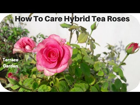 Hybrid rose plant