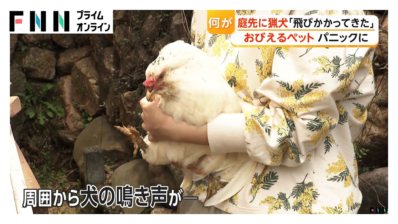 ひなたぼっこ中に庭先で猟犬と遭遇　ペットおびえ飼い主もパニックに　地元猟友会「申し訳なかった」（2026年03月30日）