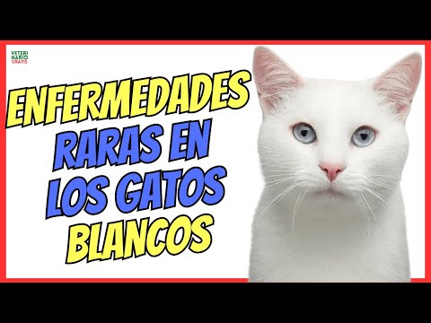 🔴 ENFERMEDADES EN LOS GATOS BLANCOS (ATENCIÓN A SU CÁNCER ESPECÍFICO) 🔴