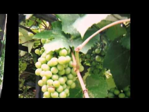 ぶどう摘み　「白いうた 青いうた」より　谷川雁作詞・新実徳英作曲　Picking Grapes