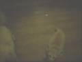 Cute Animal Flash The Fennec Fox