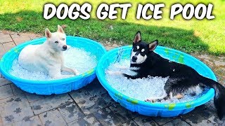Huskies and Malamute Get Ice Pool