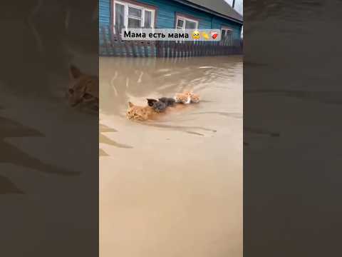 Как мило 🥹❤️👏 #рек #рекомендации #кот