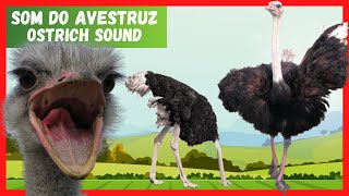  Som do Avestruz  |  A Maior ave do Planeta  |  Barulho do Avestruz