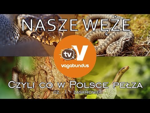 Węże w Polsce - część 1: zaskroniec (Natrix natrix)