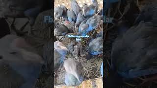 Download lagu #shorts belajar budidaya anak burung mandar biru mp3 Download lagu #shorts belajar budidaya anak burung mandar biru mp3