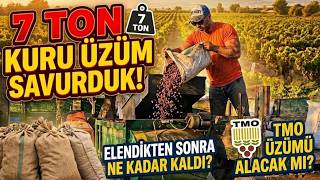 7 TON KURU ÜZÜM SAVURDUK! 🍇 | Elendikten Sonra Ne Kadar Kaldı? TMO Üzümü Alacak 
