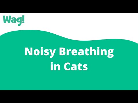 Noisy Breathing in Cats | Wag!