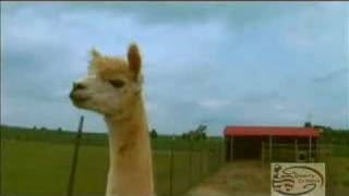 Quarry Critters Alpacas