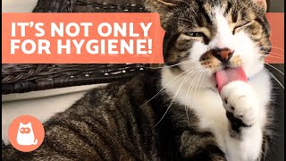 Why Do CATS REALLY LICK THEMSELVES 🐱👅 (3 Reasons)
