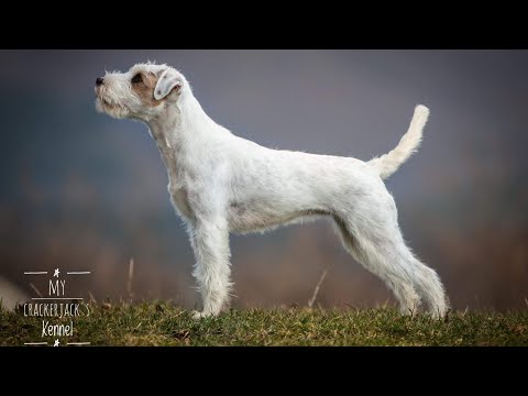 Large & medium sized Terrier Dog breeds | DIVISION 3| Segment 1