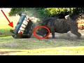 When Rhinos Attack